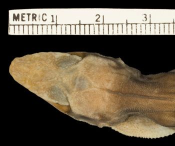Media type: image;   Herpetology R-53274 Aspect: head dorsal